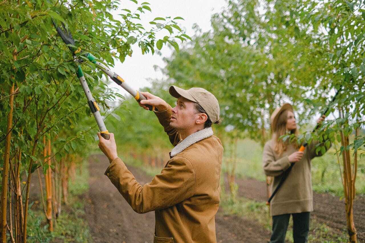 The Steps Involved in Our Tree Care Process in Marbury, AL